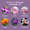 Chrysal Orchid Food Drops — Orchid Care — One Pack
