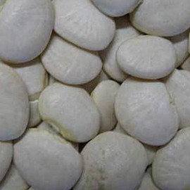 King of The Garden Pole Lima - 1 OZ ~25 Seeds - Heirloom, Open Pollinated, Non-GMO, Farm & Vegetable Gardening Seeds