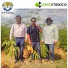1 Kilo Moringa, Hoja Entera Orgánica - La Purisima -