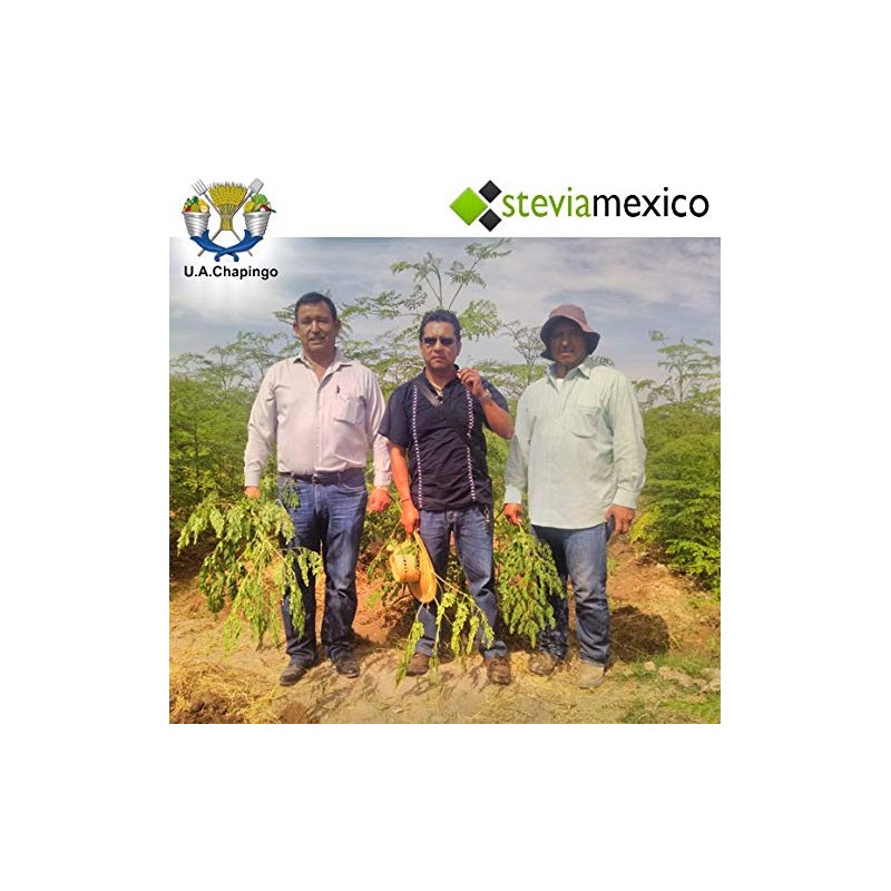 1 Kilo Moringa, Hoja Entera Orgánica - La Purisima -