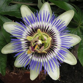 FUN AND GROW SEEDS: Seeds Purple Passionflower Vines Maypop Wild Apricot Perennial Flowers