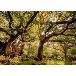 Tree, Landscape and Nature Greeting Card. Ancient Oak Woodland Ty Canol and Pentre Ifan