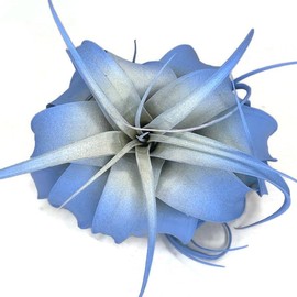 XL Xerographica Colored Air Plant, Live Tillandsia House Plant, Easy Care Indoor Outdoor, Great Gift, Healthy Arrival Guaranteed (Sky Blue)