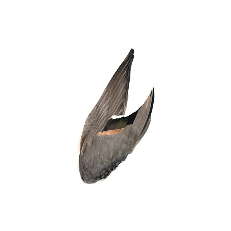 Complete Duck Wings per Pair (#1 Grade Pintail Wings)