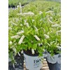 Proven Winners - Itea virginica Little Henry (Sweetspire) Shrub, ,