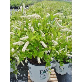 Proven Winners - Itea virginica Little Henry (Sweetspire) Shrub, , #2 - Size Container