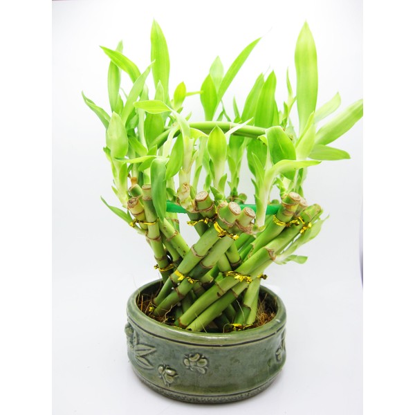 9GreenBox - Live Spiral LArge Basket Style Lucky Bamboo Plant Arrangement w/ Green Round Ceramic Vase Total 20 + BambooGift