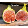 Profig 1 Olympian FigTree Plant Ficus carica Live Plant Starter