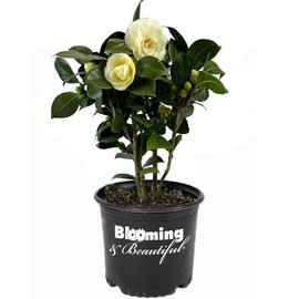 Blooming & Beautiful - Lemon Glow Camellia - 3 Gal - Evergreen Shrub - Soft Lemon Yellow Creamy Butter Blooms - Winter Spring - Cold Hardy - Zones 6-9 – Camellia Japonica ‘Lemon Glow’ - 3 Gallon Pot