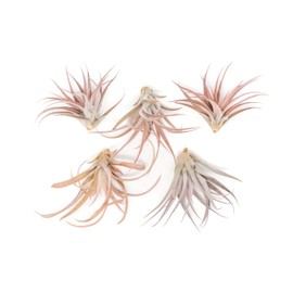 Air Plants Capitata Peach - Live Succulent House Plants - Available in Wholesale and Bulk - Home and Garden Decor - Easy Care Indoor and Outdoor Plants (Pack of 5)