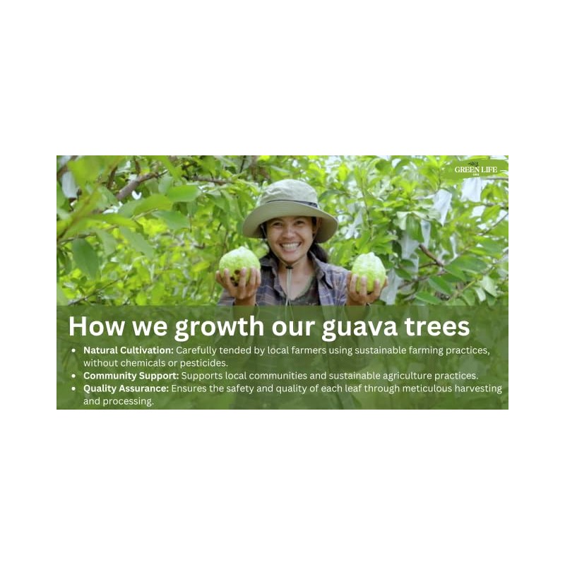 Guava Tea – Whole Dried Guava Leaves 300+ Leaves