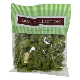 Quality Growers - Preserved Reindeer Moss - Moss for Crafts, Home Decor, Art, Design & DIY Projects - Non-Toxic - USA Made (Spring Green, Medium)