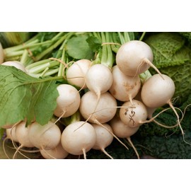 TomorrowSeeds - Shogoin Japanese Turnip Seeds - 600+ Count Packet - NonGMO Garden Hakurei Daikon Radish Potato White Asian Vegetable Seed