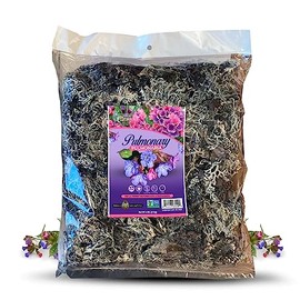 Pulmonaria Hierba Tea 4 oz. 113 gr. Pulmonary Lungwort