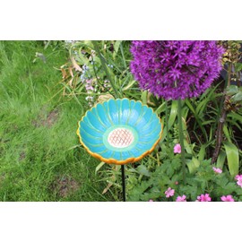 African Daisy Bird Drinker