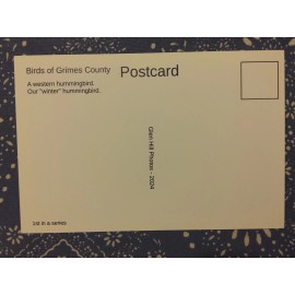 Self-published Rufous Hummingbird Postcard, Anderson, Texas - Birds of Grimes County