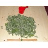 Fire and Fragrance Dried Catnip whole leaf, 2 oz dry