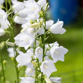 Peach-Leaved Bellflower Seeds Campanula Persicifolia Perennial Attracts Butterflies & Hummingbirds Deer & Rabbit Resistant Cut Flowers Bed Border Container Outdoor 500Pcs by YEGAOL Garden