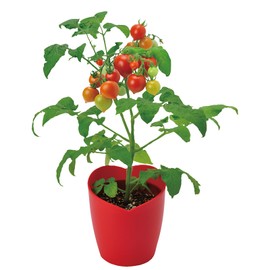 Seishin Pottery GD-1032 Spring/Summer/Winter Home Garden Cultivation Kit, Heart Mato, Mini, Easy, Relaxed, Vegetable Growing Set (Free Research, Dietary Education), Red, Mother's Day, Birthday, Gift, Pot Diameter Approx. 4.7 inches (12 cm), Made in Japan