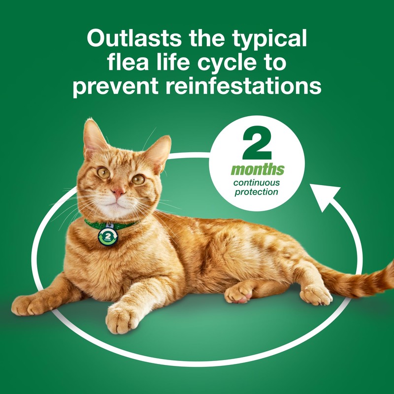 Advantage XD Large Cat Flea Prevention & Treatment For Cats