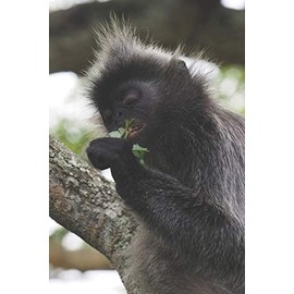 Affe: Notizbuch / Tagebuch tolle Affen - DIN A5 120 Seiten liniert - Geschenk Affenliebhaber Tier