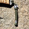 Generic Handmade Viking Rune Spartan Paracord Keychain Lanyard (OD Green