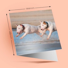 1 x Greeting Card English Bull Terrier Dogs - Blank Birthday Celebration Anniversary #3255