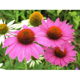 Seeds4planting - Seeds Purple Coneflower Echinacea Non GMO Heirloom