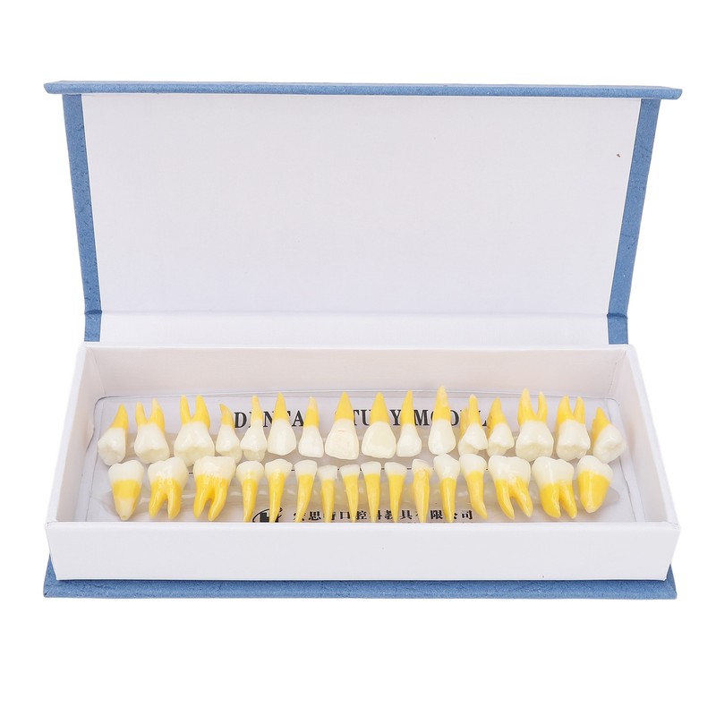 1:1 Scale Permanent Tooth Model 32pcs Dual Colors Permanent Resin