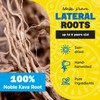 Fiji Vanua Kava Premium Loloma Waka Kava Root Powder, Made