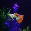 Yuehuam Artificial Aquarium Fishes, 4PCS in The Dark Luminous Silicone