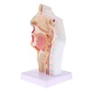 Perfeclan Model Larynx 1:1 Life Size Human, Oral Cavity and