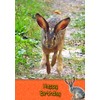 Hare Birthday Card
