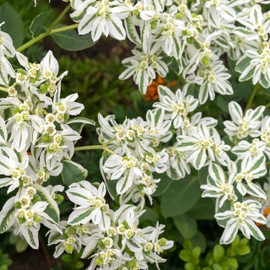 Outsidepride Snow On The Mountain Euphorbia Seeds for Planting - 500 Pcs Annual, Easy to Grow, Drought-Tolerant Flower Seeds with White & Green Bracts for Floral Arrangements & Bouquets