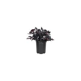 Loropetalum Carolina Midnight | 3 Live Quart Size Plants | Chinensis Rubrum | Colorful Blooming Hedge Shrub Tree