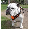 rabbitgoo Dog Harness Large Dog No Pull Pet Harness with