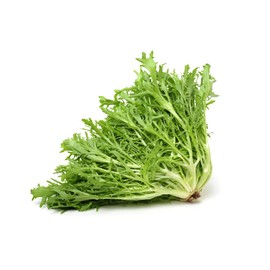 Salad King Endive Seeds for Planting, 1000+ Heirloom Seeds Per Packet, (Isla's Garden Seeds), Non GMO Seeds, Botanical Name: Cichorium endivia, Perfect for a Salad Mix, Great Home Garden Gift