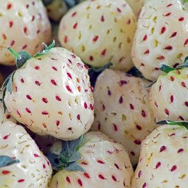 50 White Strawberry Roots, Pineberry Strawberry Roots, Pineberry Plant Live for Planting, Bareroot Strawberries for Gardening