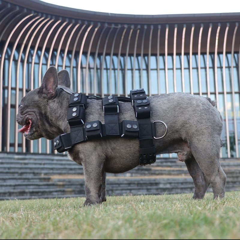 Black Dog Harness