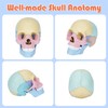 awagas New Human Anatomy Skull Model, 17 Part Puzzle of