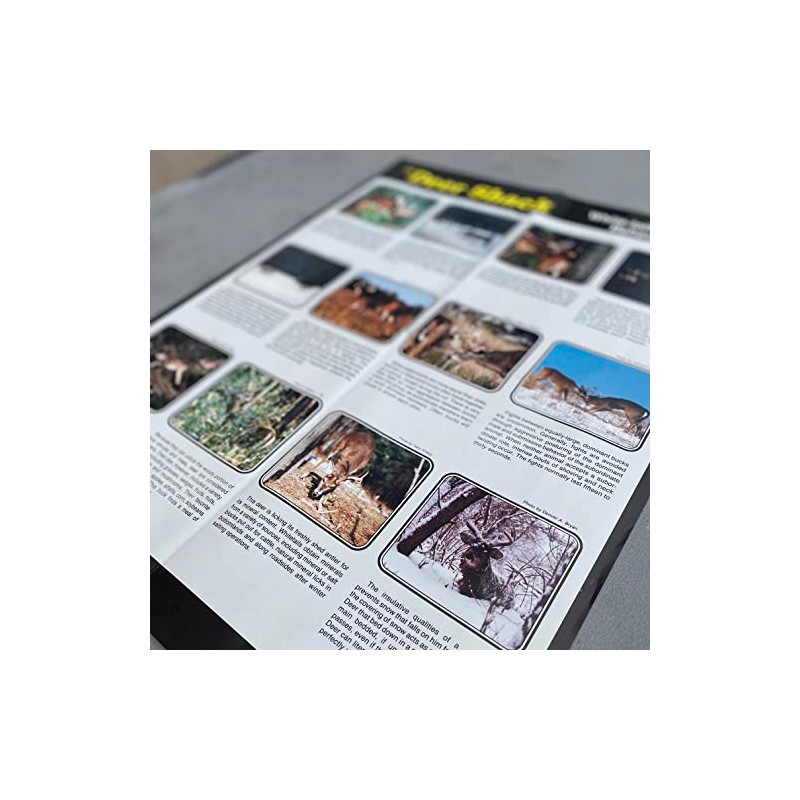 Whitetail Deer Behavior Guide Poster