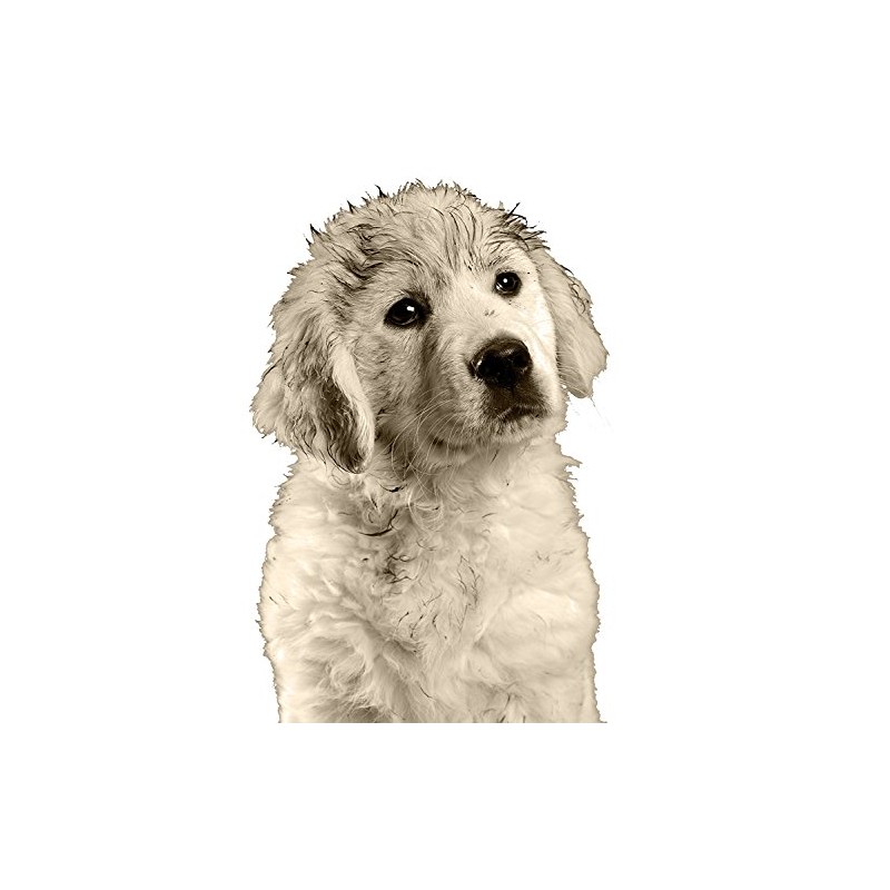 Wahl Smartgroom Shampoo No Rinse for Pets, 240 ml x2