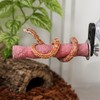 BingegePet Pink Resin Snake Climbing Branch, 4.1" Gourd-Shaped Reptile Ledge