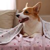 XINYUICEAN 3 Packs Puppy Blankets Super Soft Cute Dot Pattern