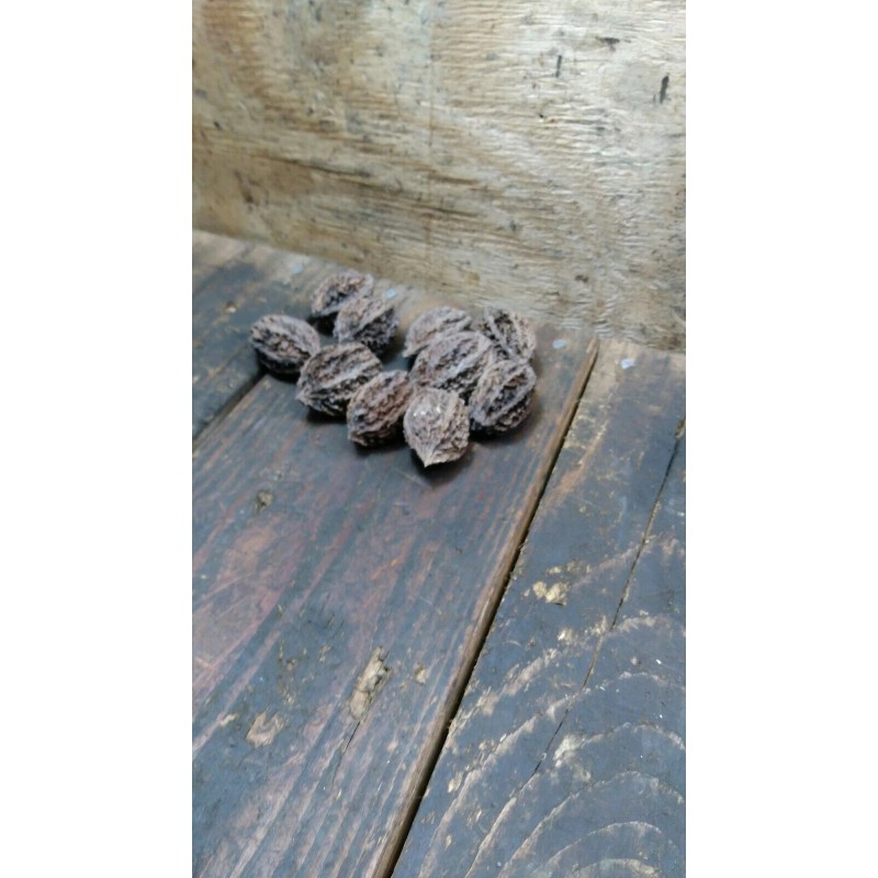 White 10 Butternut tree seeds (Juglans cinerea) aka White Walnut