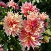 100+ Dahlia Labyrinth Flower Seeds - Exotic Labyrinth Dahlia Seeds
