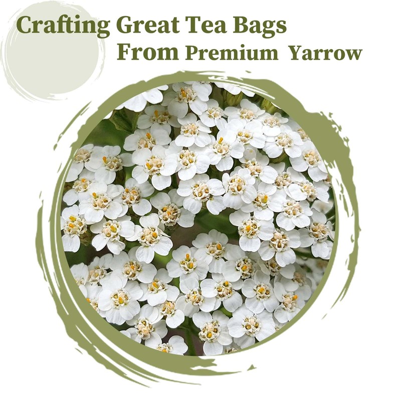 FullChea - Yarrow Tea Bags, 50 Count, 2g/bag - Premium