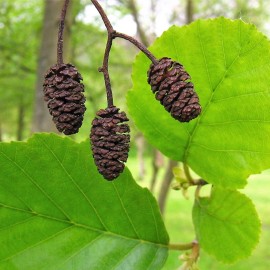 MySeeds.Co Alnus glutinosa (European Alder) Tree Seeds, Distinctive Catkins - 0.5 oz (~12500 Seeds)