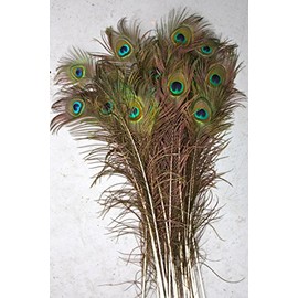 Lamplight Feather Peacock Feathers, Natural, 35-40 inch Long per 25