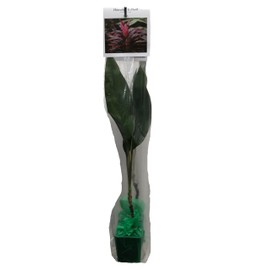 Green Hawaiian Ti Leaf Plant Starter, 6-10 in. Tall, Rooted 2.5 in. Pot, Beautiful for Indoor or Outdoor